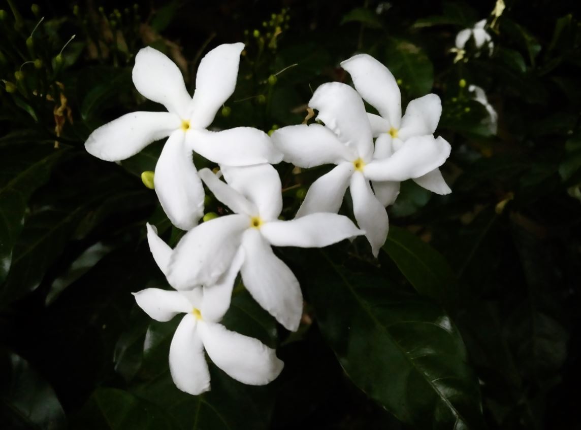 Smartron t.phone Review: Solid smartphone, but got too much competition