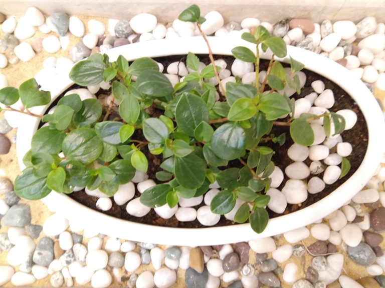 Lenovo Z2 Plus review Lenovo Z2 Plus review