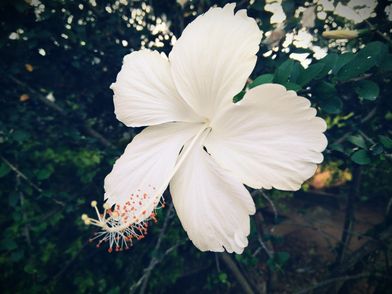 Lenovo Z2 Plus review Lenovo Z2 Plus review