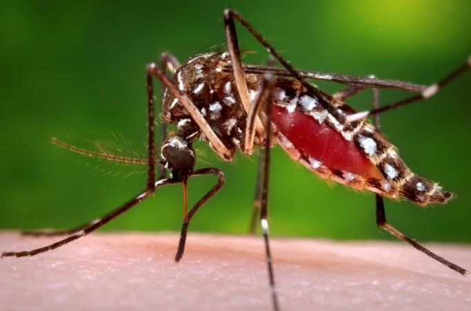 A female Aedes aegypti mosquito is shown in this 2006 Center for Disease Control (CDC) photograph released to Reuters on October 30, 2013. A female Aedes aegypti mosquito is shown in this 2006 CDC photograph