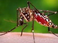 A female Aedes aegypti mosquito is shown in this 2006 CDC photograph