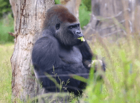Gorilla escaped from London Zoo has been returned safely