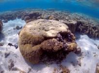 Great Barrier Reef
