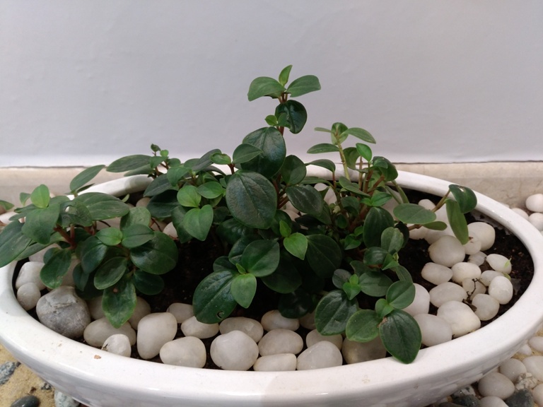 LeEco Le Max 2 review