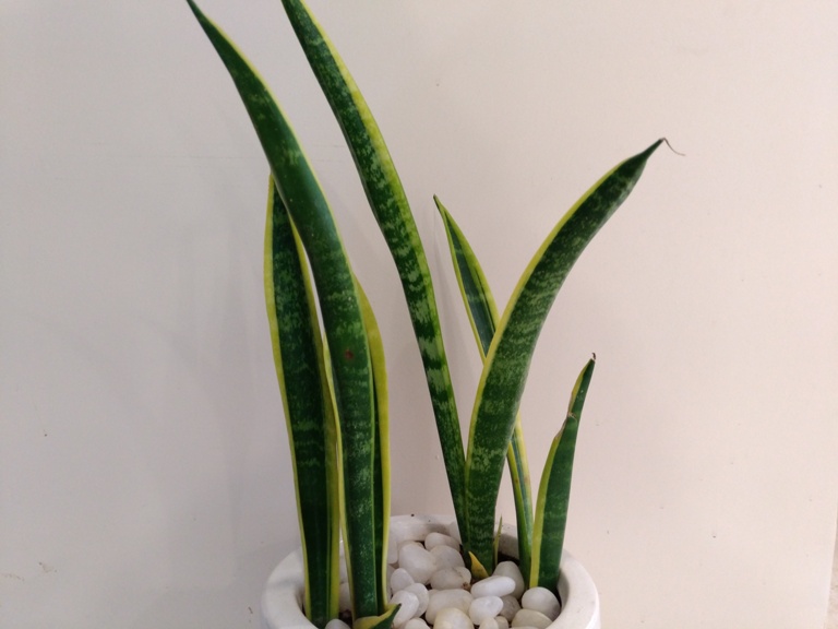 LeEco Le Max 2 review