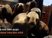 Nine orphaned sea lion pups released into the wild off Peru