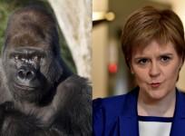 BBC Breakfast shows escaped gorilla instead of Nicola Sturgeon