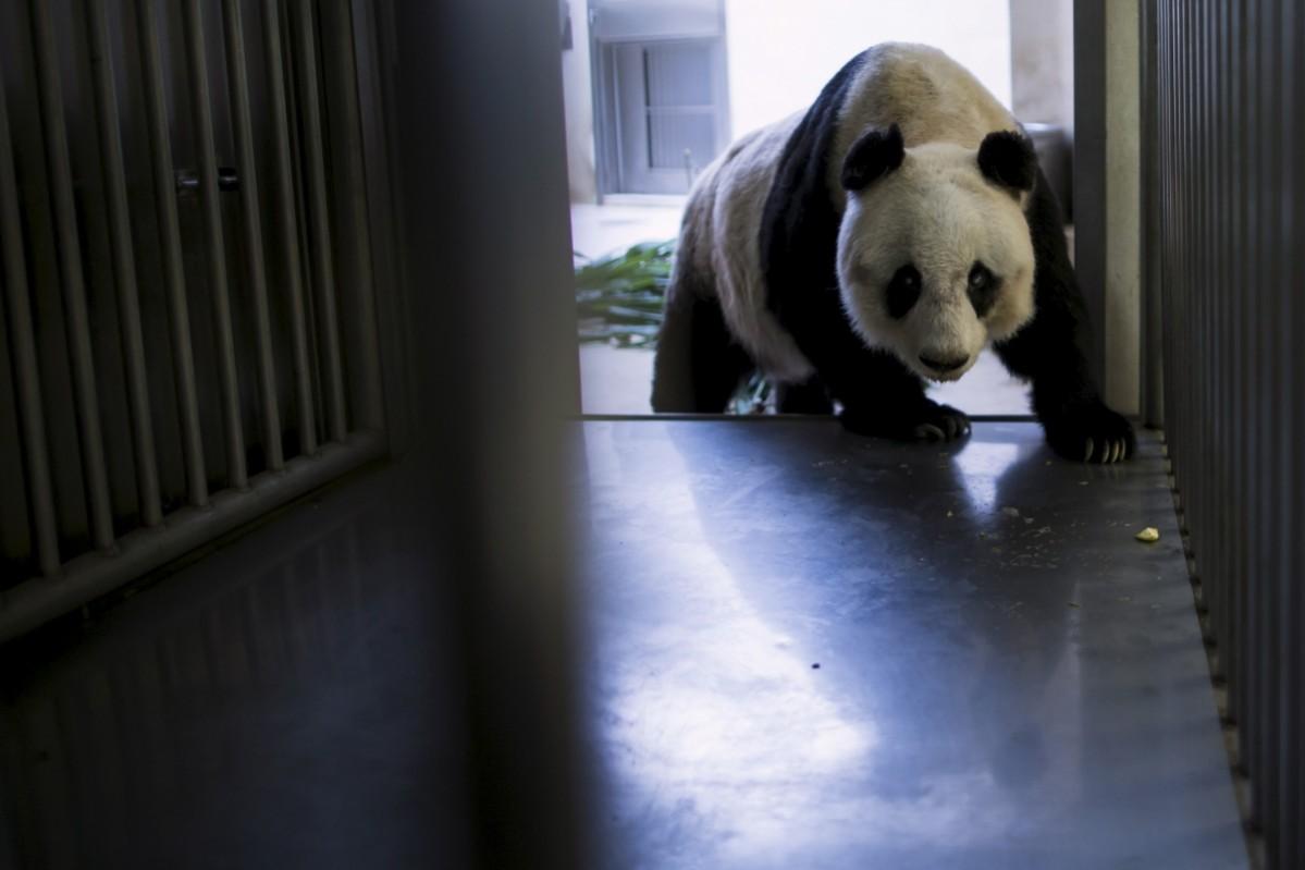 36-year-old giant panda Jia Jia, walks into a cage where health checkups are performed, at the Hong Kong Ocean Park, China July 9, 2015. Jia Jia Panda
