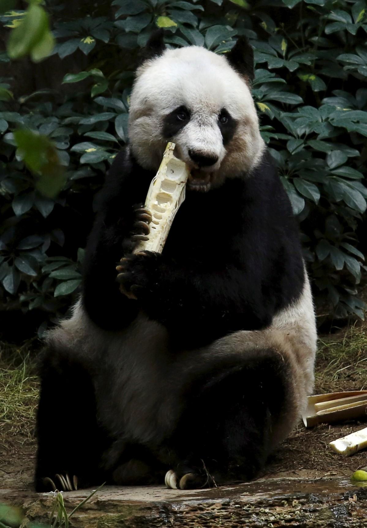Giant panda Jia Jia eats on her 37-year-old birthday at the Hong Kong Ocean Park, China, July 28, 2015. Jia Jia Panda