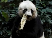 Pan Pan Panda