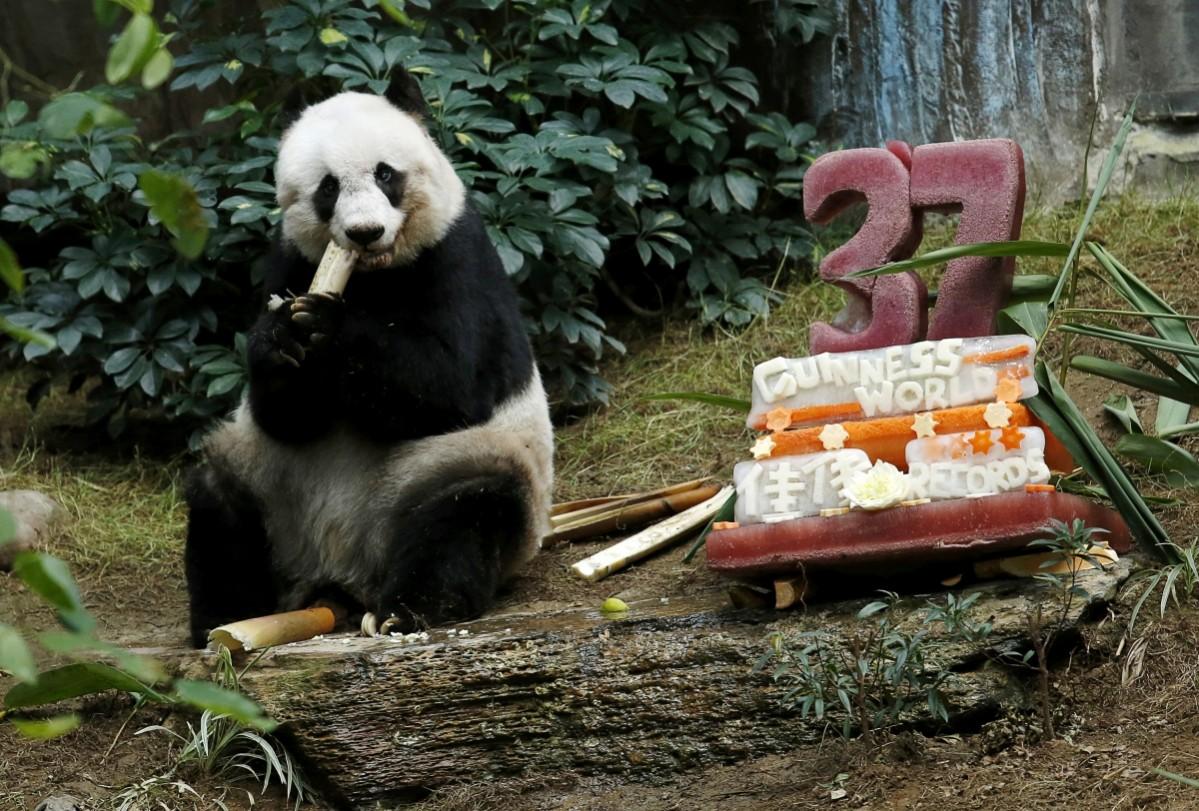Giant panda Jia Jia eats beside a birthday cake made from ice and vegetables as she celebrates her 37-year-old birthday at the Hong Kong Ocean Park, China, July 28, 2015. Jia Jia Panda