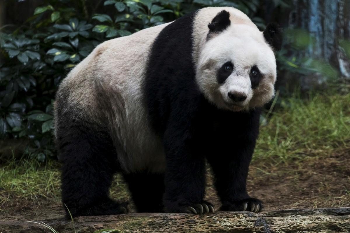 36-year-old giant panda Jia Jia, looks on at the Hong Kong Ocean Park, China July 9, 2015. Jia Jia Panda