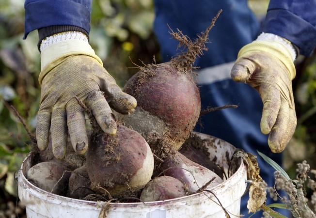 beetroot-health-benefits-during-pregnancy-ibtimes-india