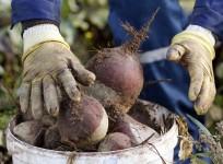 Beetroot