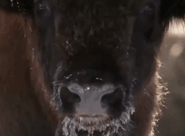 European Bison may have been product of hybridisation 120,000 years ago