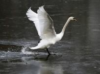 Water bird