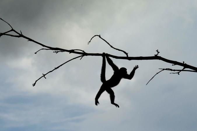 Monkey