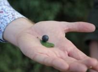 Foraging in London: What you need to know to stay safe
