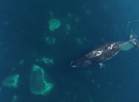 Watch amazing rare footage of bowhead whales filmed by drone