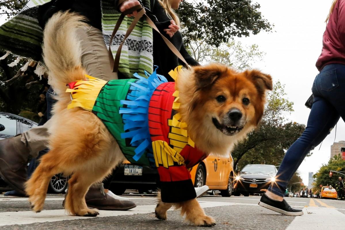 It's Howloween! Dogs of New York flaunt costumes in 26th annual