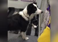 Discover Dogs: Londons biggest dog event took place on 22-23 October