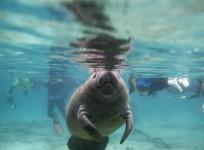 Manatee