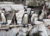 Humboldt Penguin