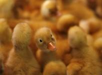 Duck