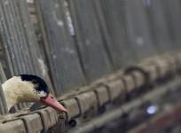 Avian Influenza virus