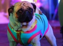 Diwali 2016: How to keep dogs, cats stress-free this festive season