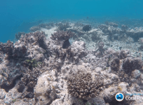 This is the worst coral bleaching event ever recorded on the Great Barrier Reef
