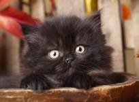 National Black Cat Day: Why dont people want to adopt black cats?
