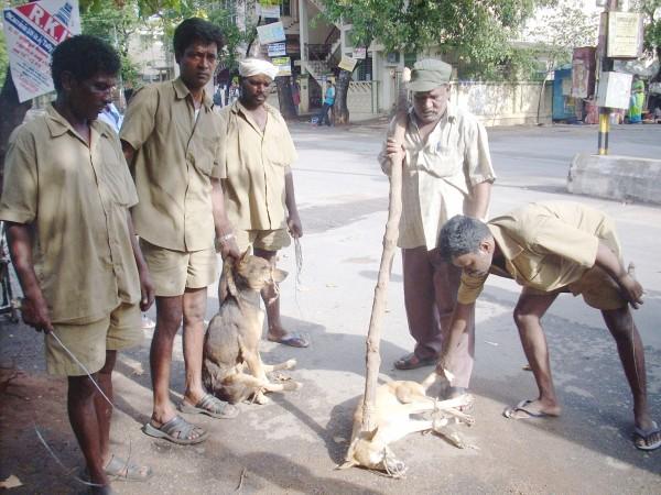 Kerala govt gives nod to control stray dog population despite Maneka  Gandhi's ire - IBTimes India