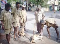 stray dogs