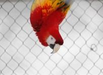 A family parrot exposes husband's affair with housemaid in Kuwait