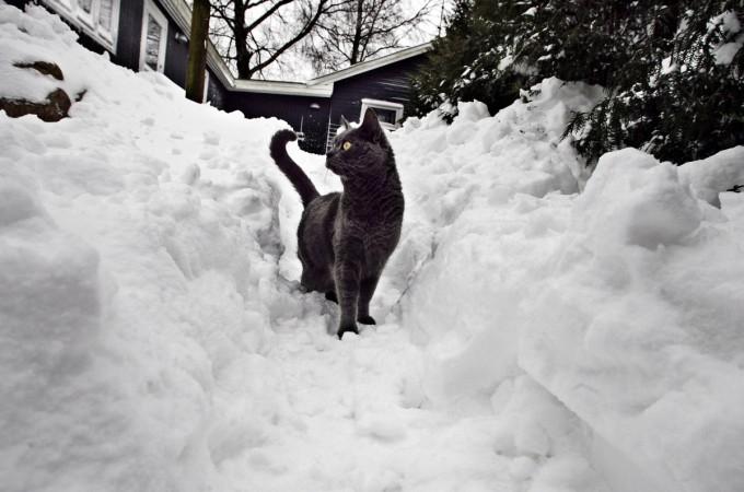 One avoids crossing path with black cats, as it is believed they are witches. Black Cat