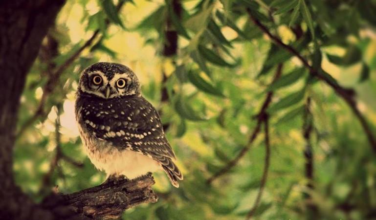 It is believed that seeing an owl on this day might bring bad luck and death. Owl