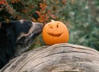 Animals at Chester Zoo enjoy their pumpkin treats for Halloween