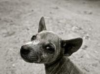 Stray dogs