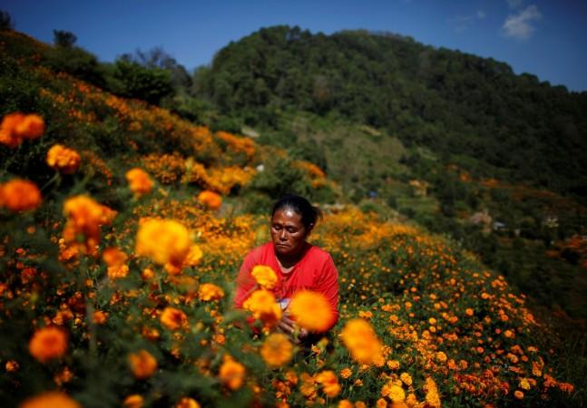 A woman picks marigold flowers used to make garlands and offer prayers for the Tihar festival, also called Diwali, in Kathmandu, Nepal. Diwali 2016