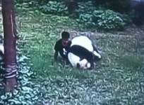 Panda wrestles with man who jumped into his enclosure to impress girls