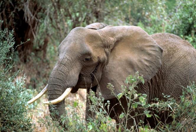 Poaching: Tragic decline of the African elephant population in numbers