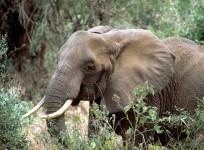 Poaching: Tragic decline of the African elephant population in numbers