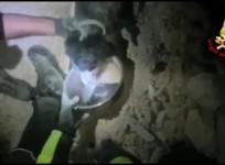 Lucky puppy is rescued from rubble two days after Italian earthquake