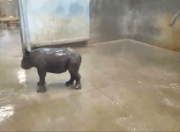 Adorable baby rhino takes her first bath