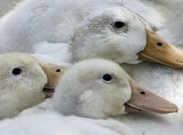 One lakh ducks to be culled in Kerala: Minister