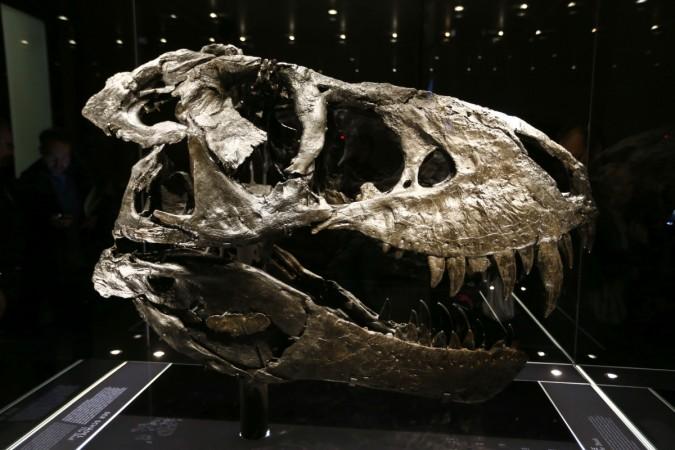 dinosaur skull fossil