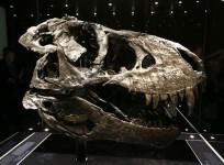 dinosaur skull fossil