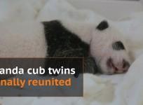 Twin panda cubs reunited one month after birth