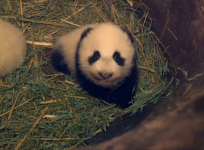 Cute twin pandas in a Vienna zoo are about to have their names revealed